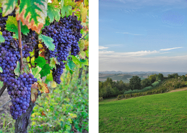 Monferrato-opening