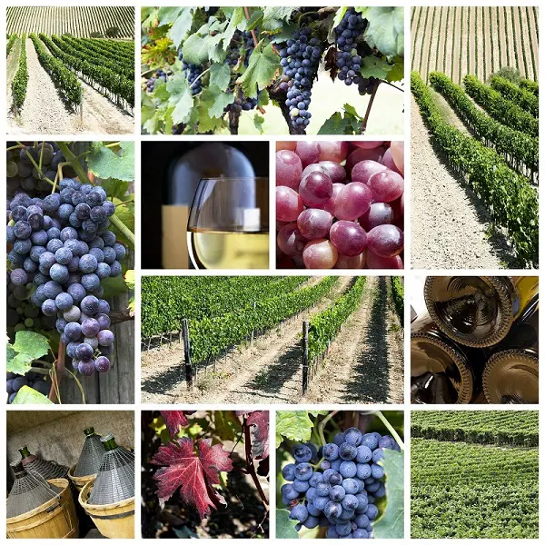 Montalcino-wijn (1)