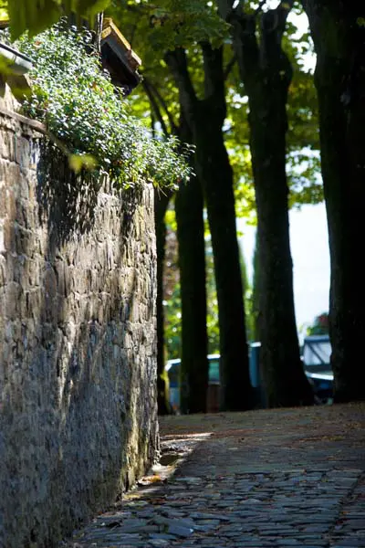 SONY DSC