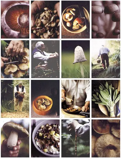 Paddestoelen_uit_de_keuken_van_Carluccio-collage