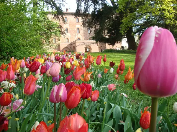 Piemonte-Messer-Tulipano (1)