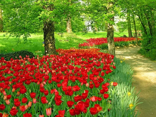 Piemonte-Messer-Tulipano (2)