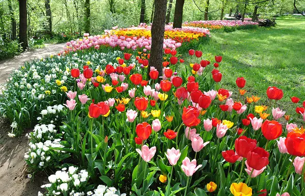Piemonte-Messer-Tulipano (3)