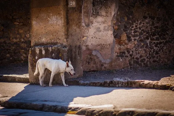 Pompei (13)