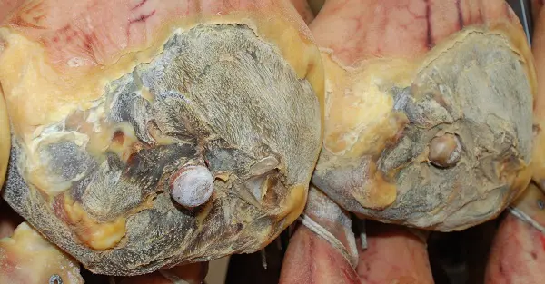 Prosciutto-Parma-proces-drogen (1)