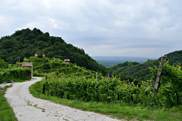 Rive-Vive-prosecco-wijngaarden-Veneto-feest-wandelen (19)