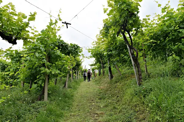Rive-Vive-prosecco-wijngaarden-Veneto-feest-wandelen (5)