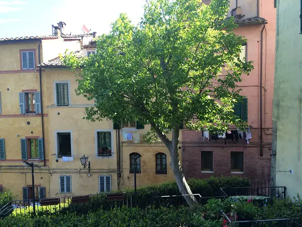 Siena-contrada-Bruco (1)