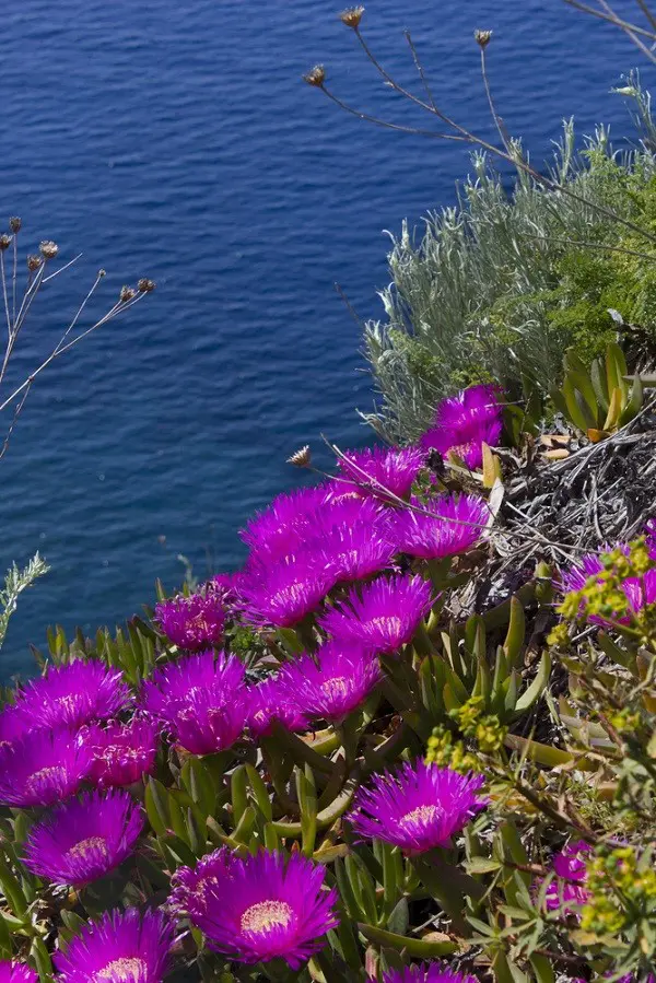 Ventotene (1)