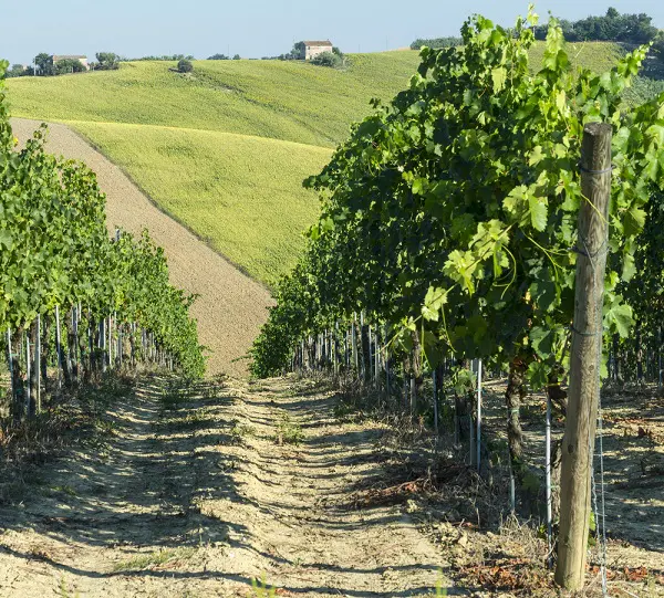 Verdicchio-Le-Marche