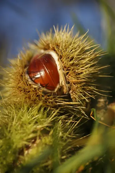 Once it was the basic foodstuff of the poor people of South Tyrol, used in place of wheat, bread and even coffee, but today the chestnut is a most popular dish.