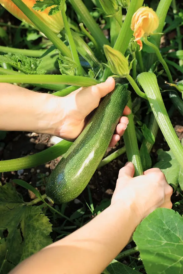 courgette