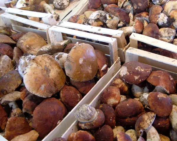 eekhoorntjesbrood-2