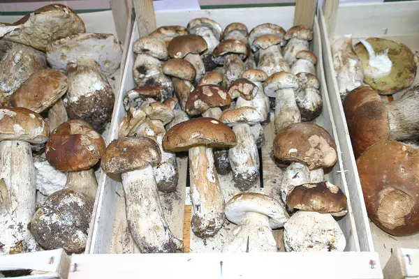 funghi-porcini-Piemonte (3)