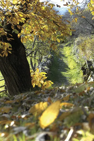 In autumn, South Tyrol turns into a colourful landscape. It is harvest time. Thus it is also time for the traditional chestnut gatherings called "Törggelen".