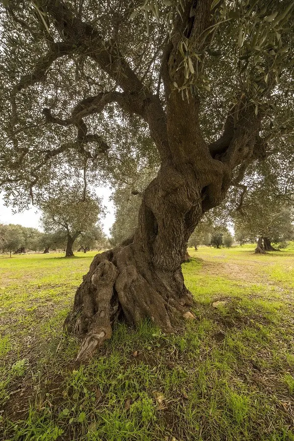 olijfboom-Puglia