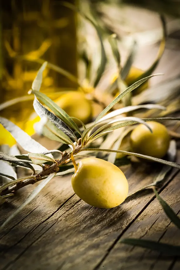 Organic food. Green olives with bottle of oil