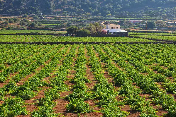 passito-Pantelleria (1)