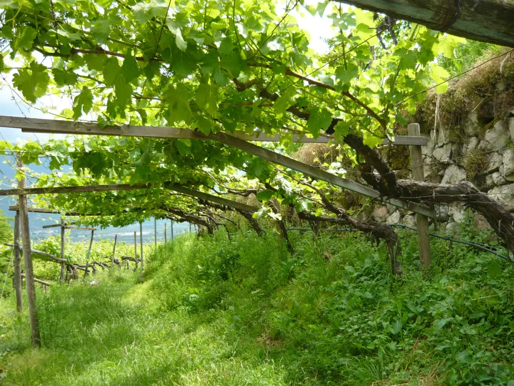 pergola-wijnranken