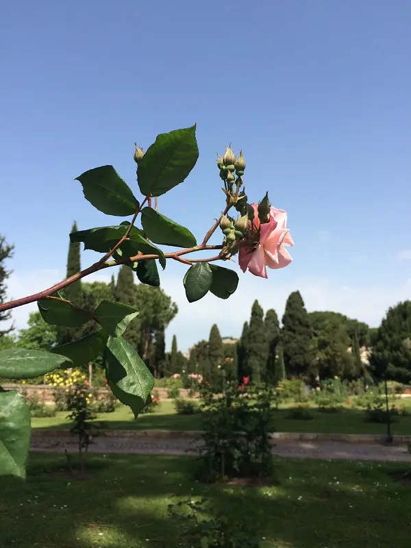 rozentuin-Roseto-Comunale-Aventijn-Rome (11)