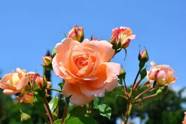 rozentuin-Roseto-Comunale-Aventijn-Rome (4)