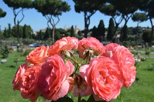 rozentuin-Roseto-Comunale-Aventijn-Rome (5)