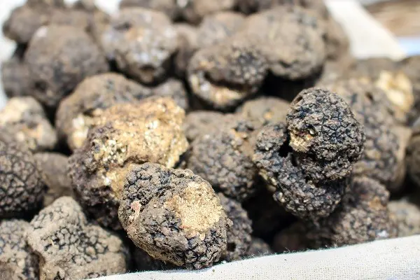 truffel-Umbrie