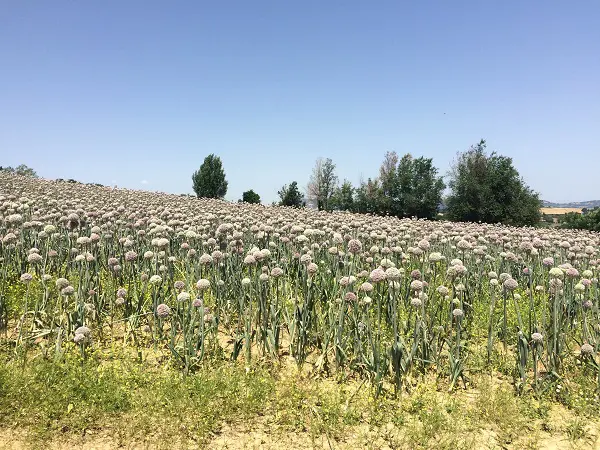 uienvelden-bij-Montesoffio-Le-Marche (1)