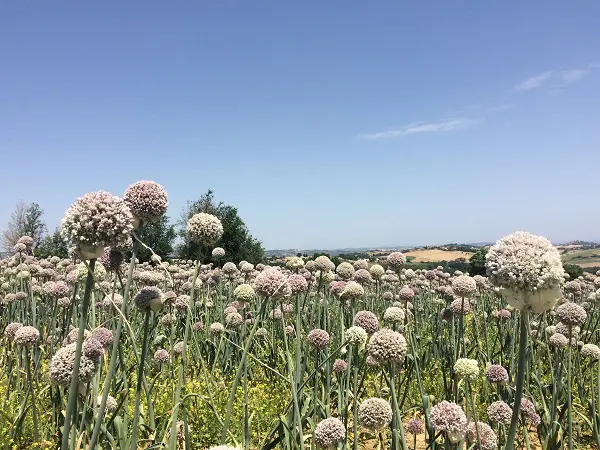 uienvelden-bij-Montesoffio-Le-Marche (1a)