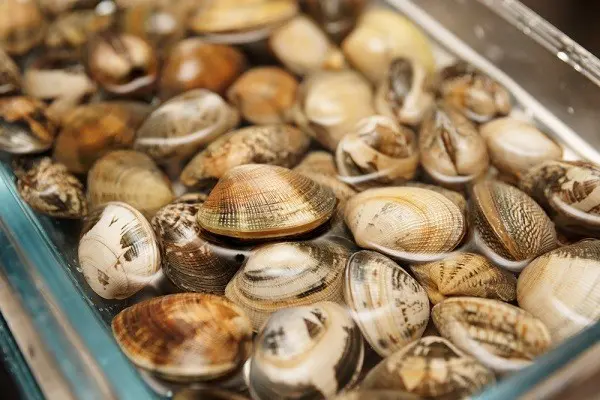 vongole