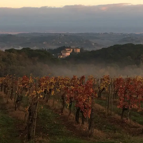 wijngaarden-Casa-al-Vento-Toscane (2)