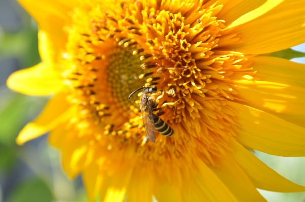 zonnebloem-Italie
