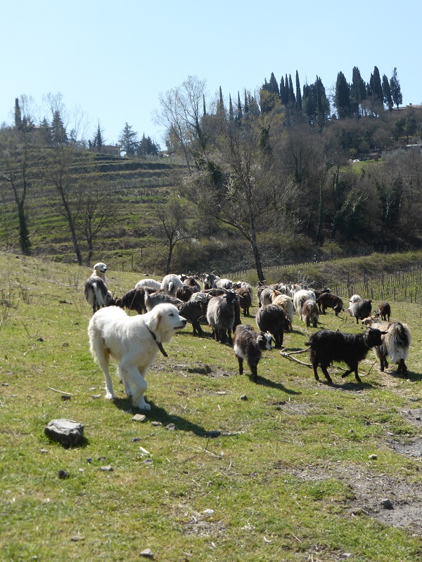 Chianti-Cashmere-geiten-kasjmier-Toscane (22)