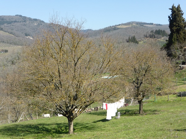 Chianti-Cashmere-geiten-kasjmier-Toscane-vakantiehuis (1)