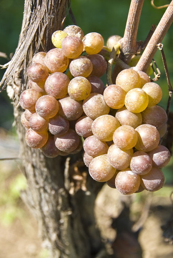 Pinot Grigio uit Italië