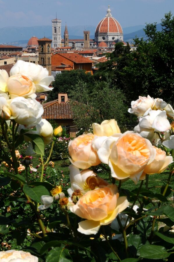 Giardino Delle Rose De Prachtige Rozentuin In Florence giardino-delle-rose-de-prachtige-rozentuin-in-florence