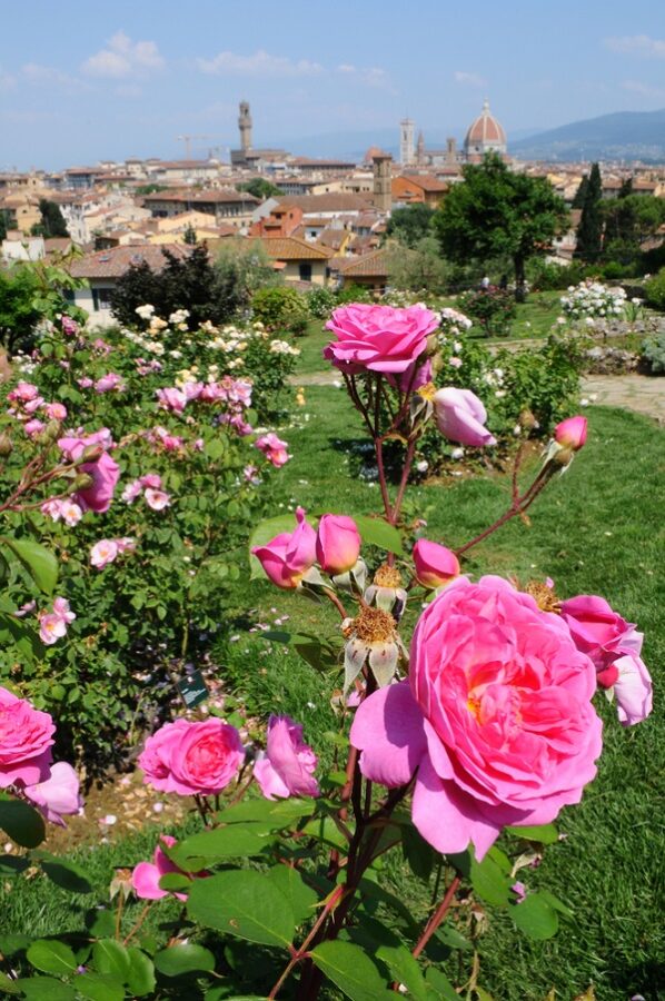 Giardino Delle Rose De Prachtige Rozentuin In Florence giardino-delle-rose-de-prachtige-rozentuin-in-florence