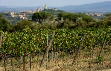 San Gimignano met wijngaarden Vernaccia