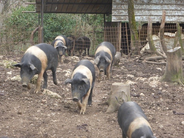 cinta-senese-varkens-Siena (10)