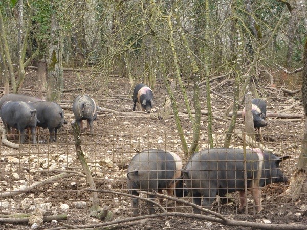 cinta-senese-varkens-Siena (11)