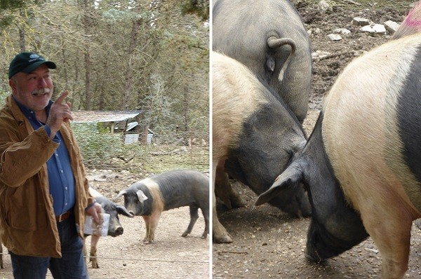 cinta-senese-varkens-Siena (12)