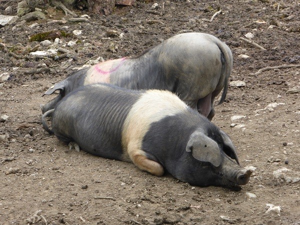 cinta-senese-varkens-Siena (19)