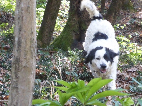 truffels-zoeken-San-Miniato-Toscane (20)