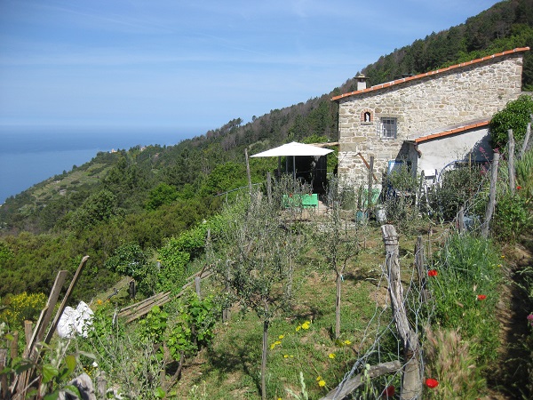 vruchtbare-hellingen-Cinque-Terre (1)